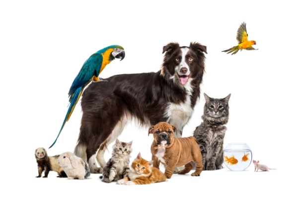 Shutterstock_santeanimauxPC