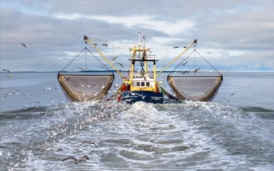 Déclaration des activités de pêche : passage à la déclaration électronique ?