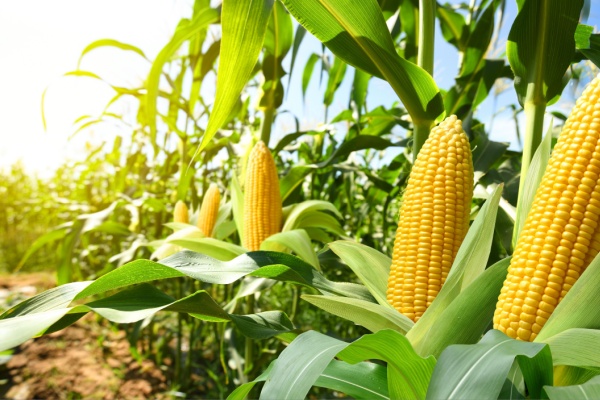 Shutterstock_produitsalimentairestva-1