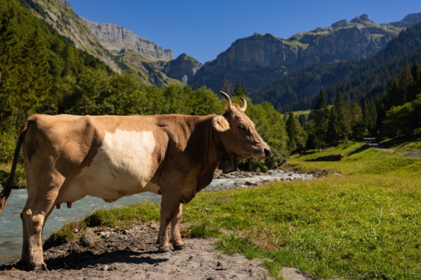 Shutterstock_identificationbovins-2