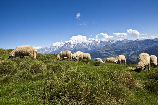 Shutterstock_calendrieraideagri-2
