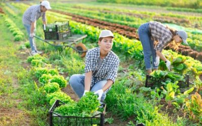 Travailleurs saisonniers agricoles : l’hébergement sous tente étendu à de nouveaux départements