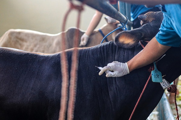 Jakarta,,Indonesia-may,2024,-,Animal,Health,Workers,Inject,Foot,And